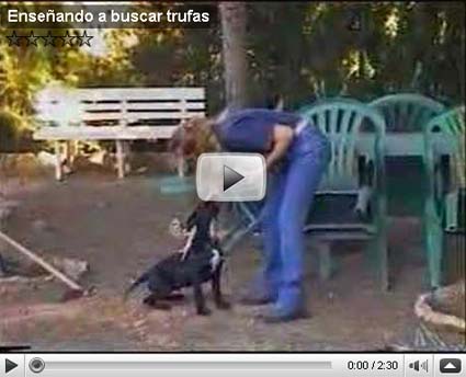 Ense�ando a buscar trufas: Tuber melanosporum